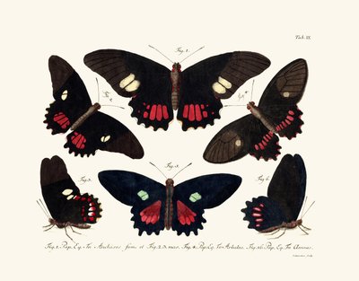 Butterflies by German School