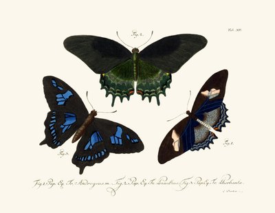 Butterflies by German School