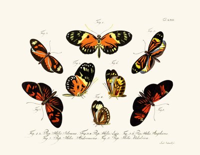 Butterflies by German School