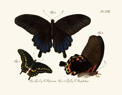 Butterflies by German School