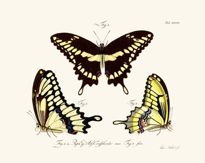 Butterflies by German School