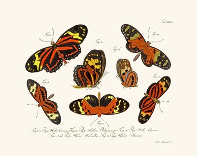 Butterflies by German School