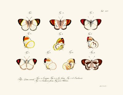 Butterflies by German School