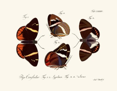 Butterflies by German School