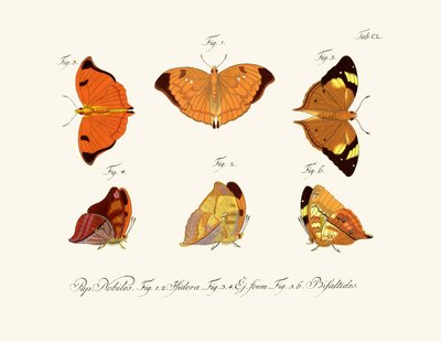 Butterflies by German School