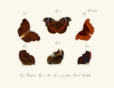 Butterflies by German School