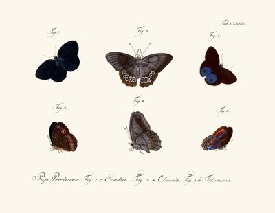 Butterflies by German School