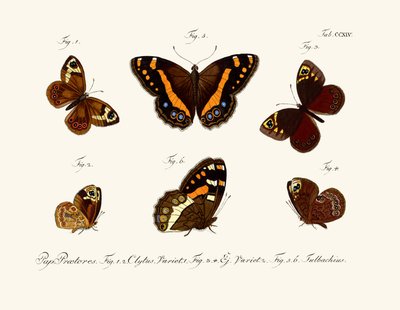 Butterflies by German School