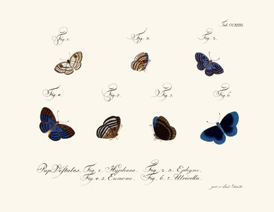 Butterflies by German School