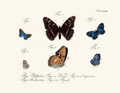 Butterflies by German School