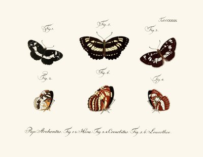 Butterflies by German School