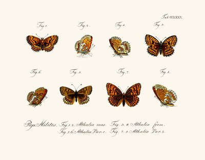 Butterflies by German School