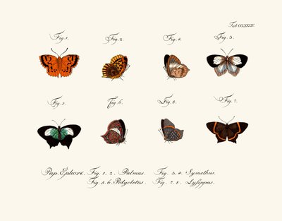 Butterflies by German School