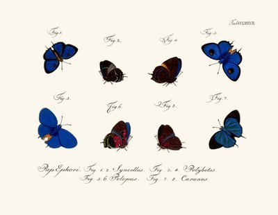 Butterflies by German School