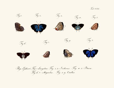 Butterflies by German School