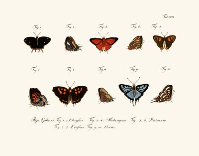 Butterflies by German School
