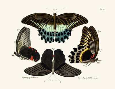 Butterflies by German School