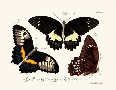 Butterflies by German School