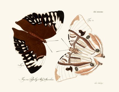 Butterflies by German School
