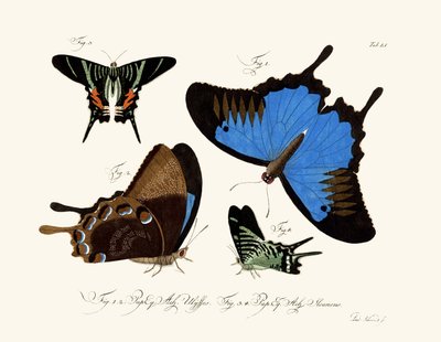 Butterflies by German School