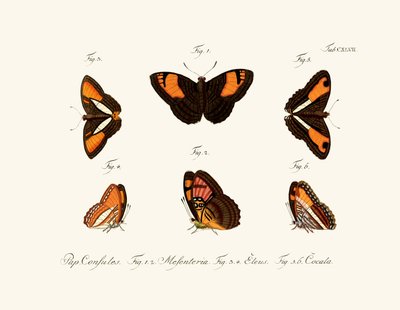 Butterflies by German School