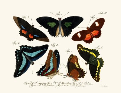 Butterflies by German School