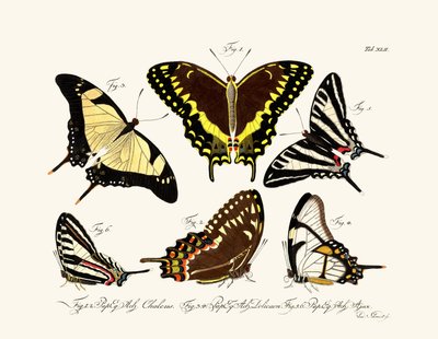 Butterflies by German School