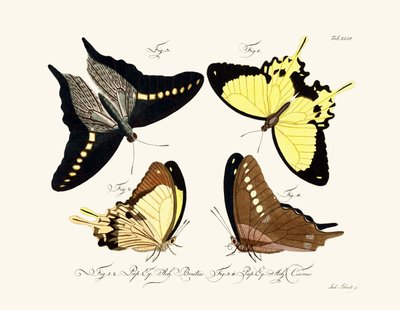 Butterflies by German School