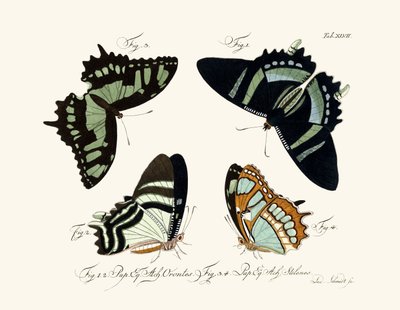 Butterflies by German School