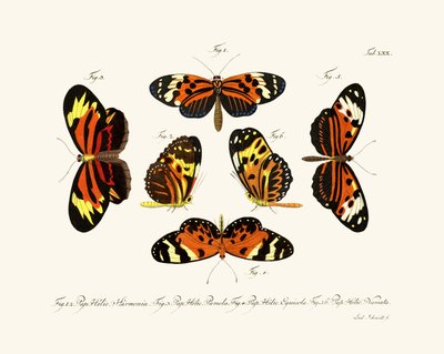 Butterflies by German School