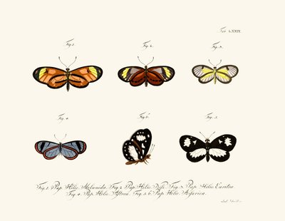 Butterflies by German School