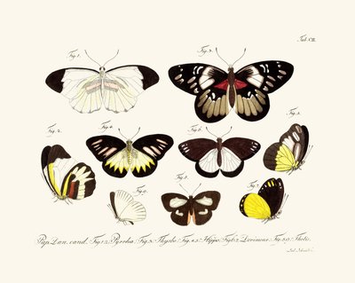 Butterflies by German School