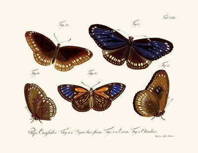 Butterflies by German School