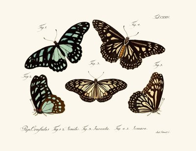 Butterflies by German School