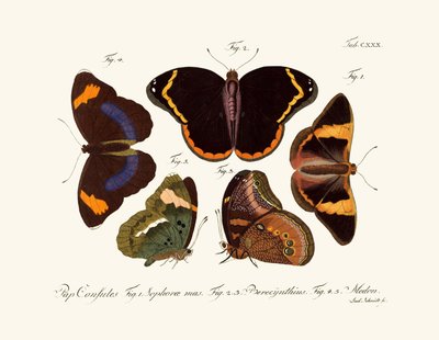 Butterflies by German School