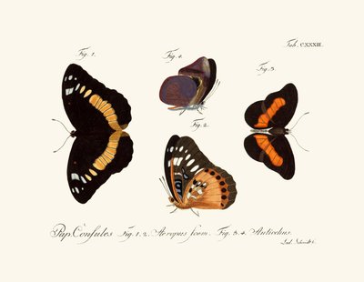 Butterflies by German School