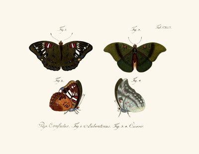 Butterflies by German School