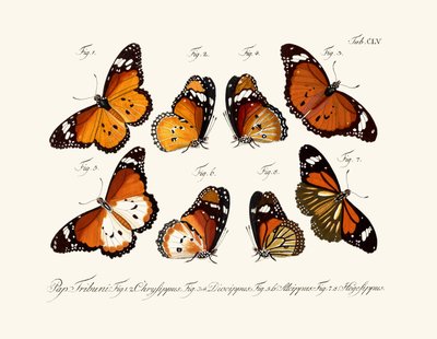 Butterflies by German School