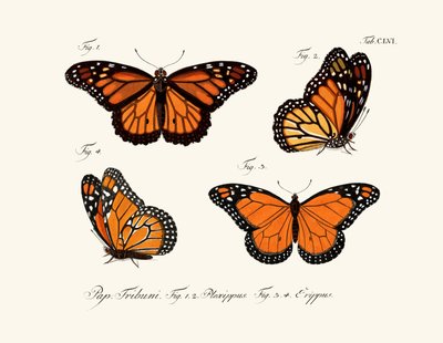 Butterflies by German School