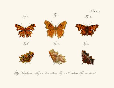 Butterflies by German School