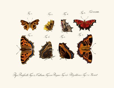 Butterflies by German School