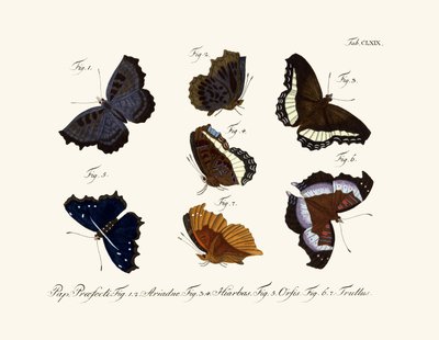 Butterflies by German School