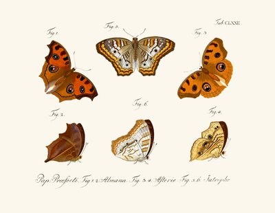 Butterflies by German School