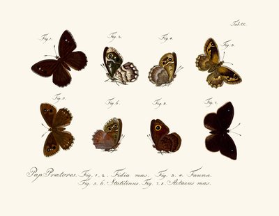 Butterflies by German School
