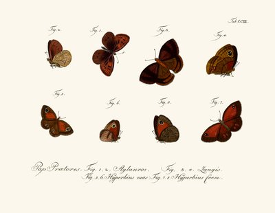 Butterflies by German School