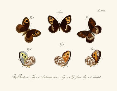 Butterflies by German School