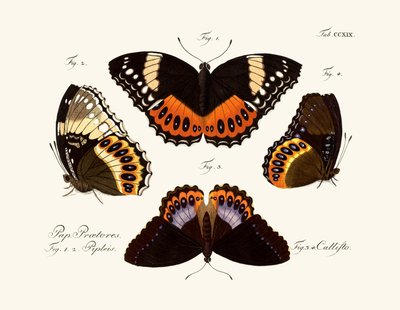 Butterflies by German School
