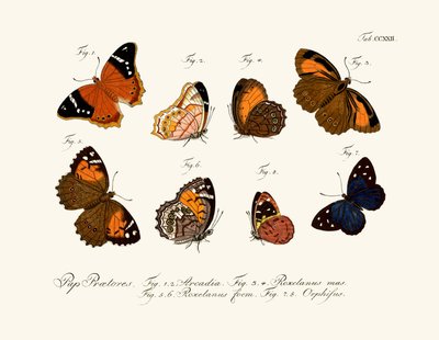 Butterflies by German School