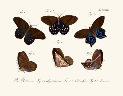 Butterflies by German School