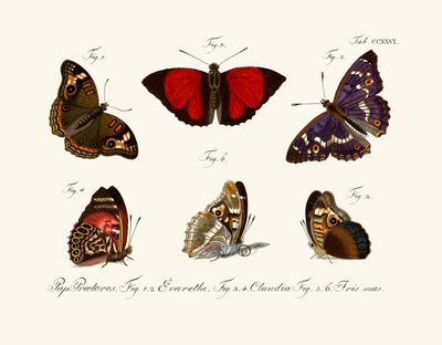 Butterflies by German School